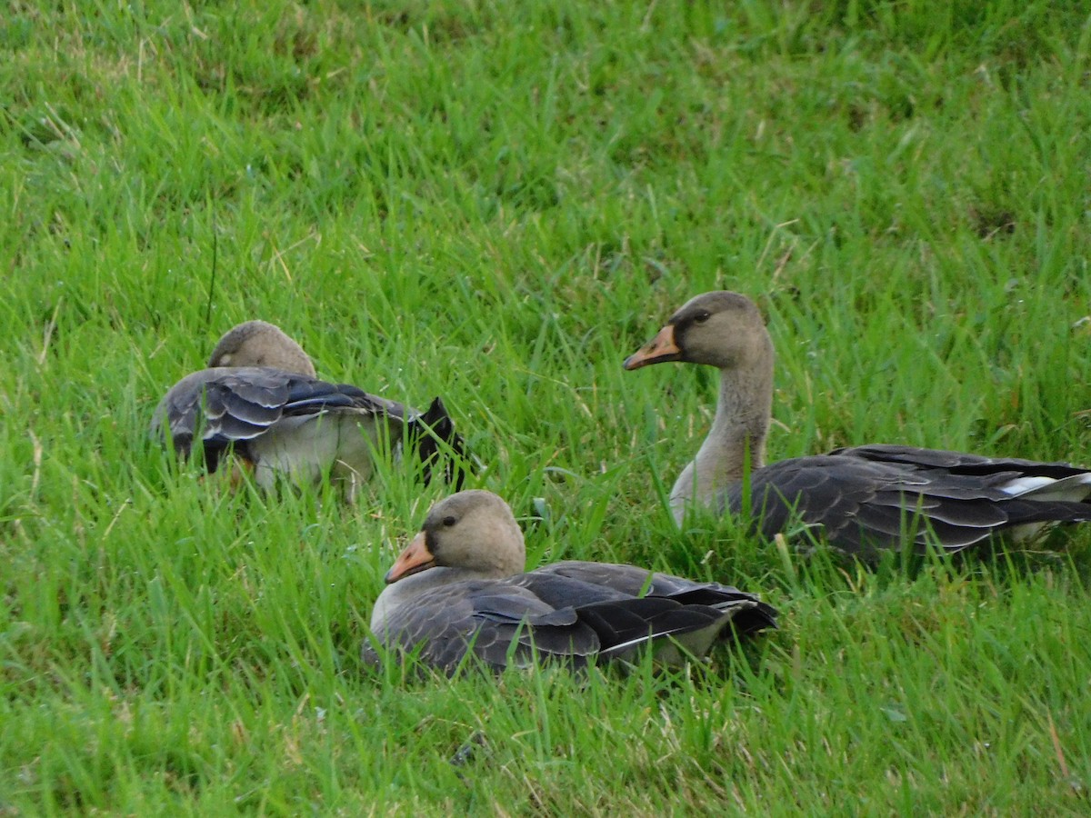 Greater White-fronted Goose - ML625544515