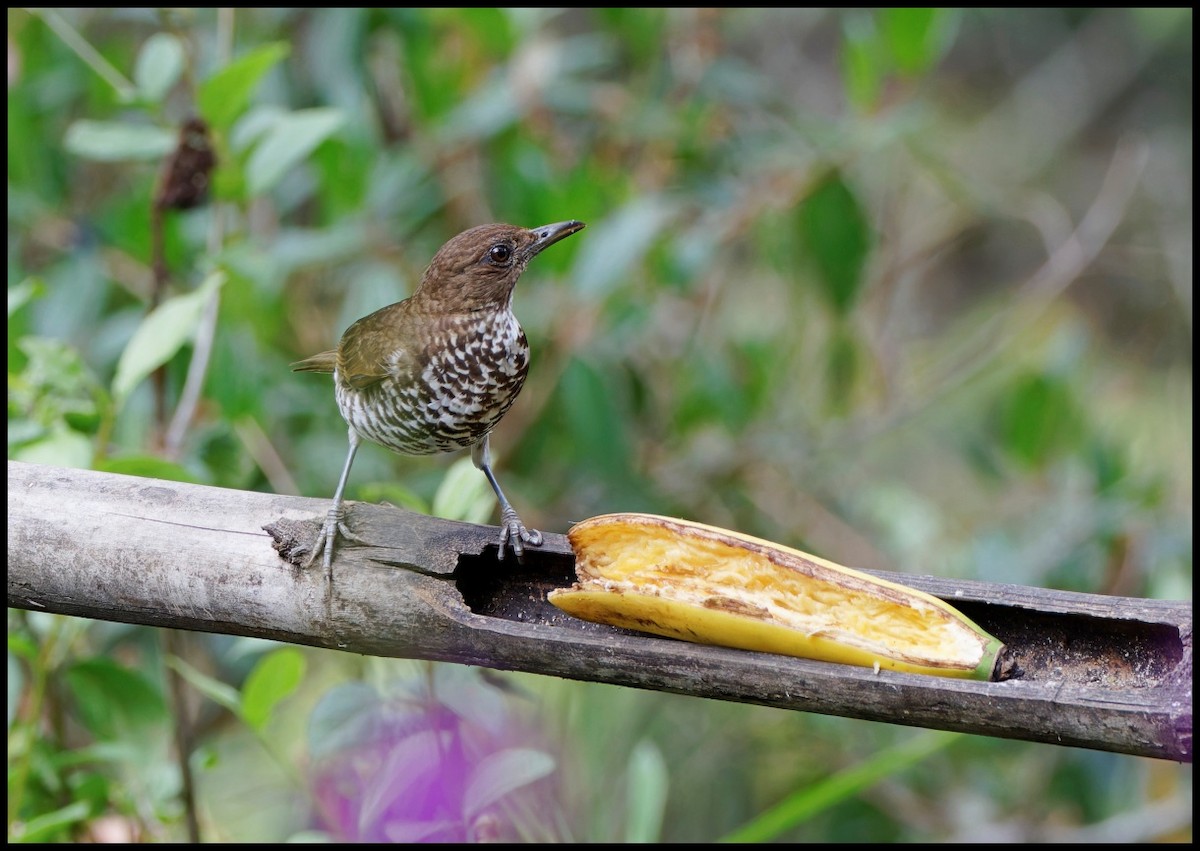 Marañon Thrush - ML625544530