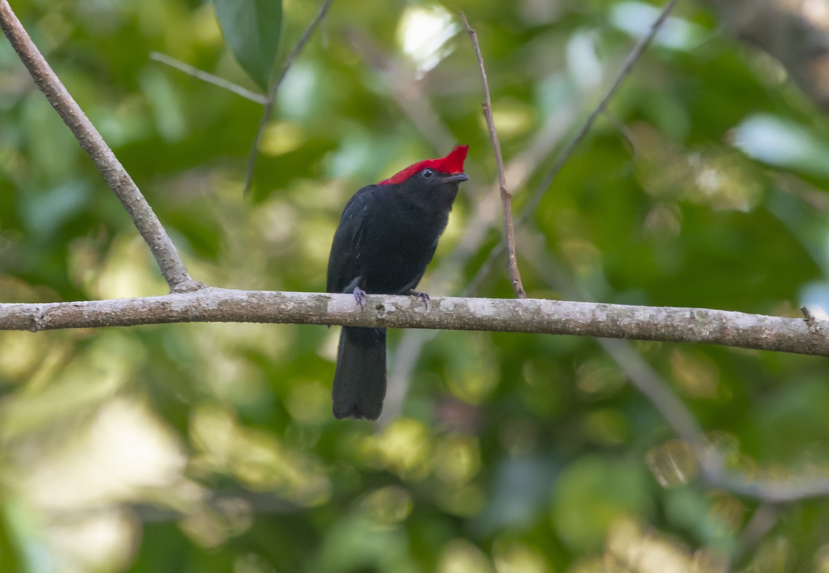 Helmeted Manakin - ML625544640