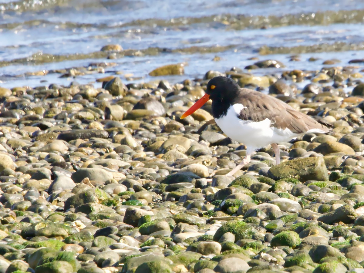 American Oystercatcher - ML625544656