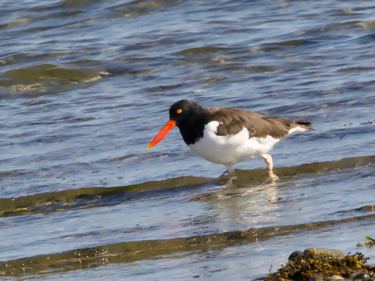 American Oystercatcher - ML625544657