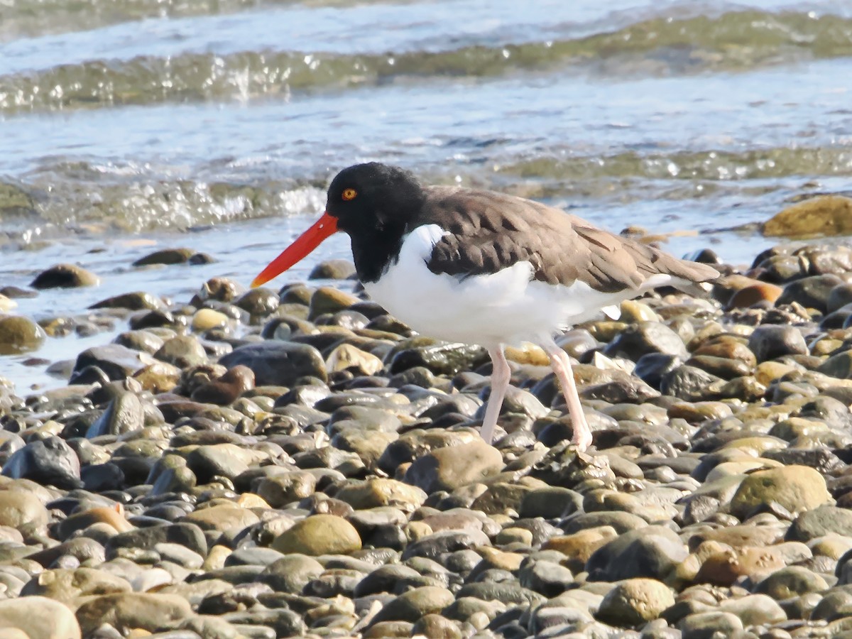 American Oystercatcher - ML625544658