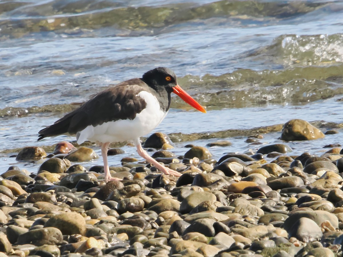 American Oystercatcher - ML625544659