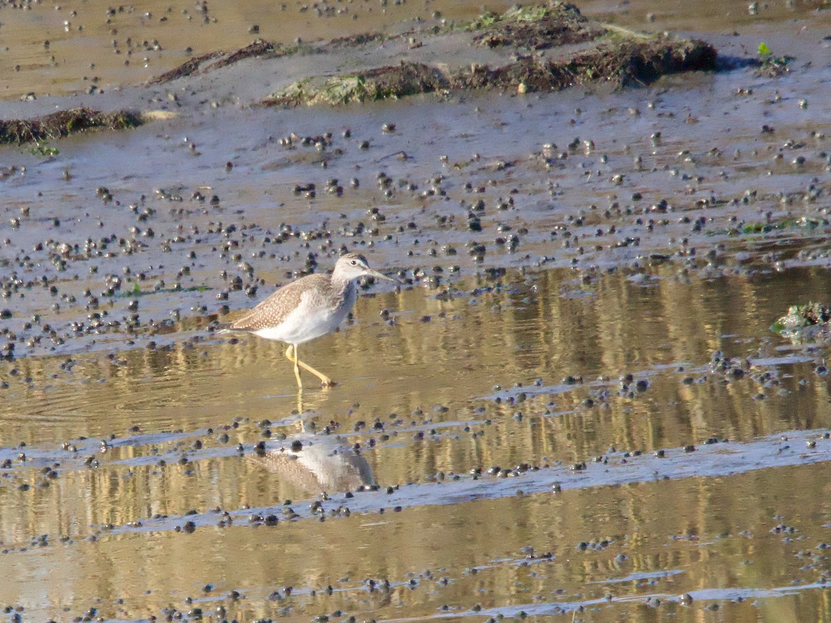 Greater Yellowlegs - ML625544672