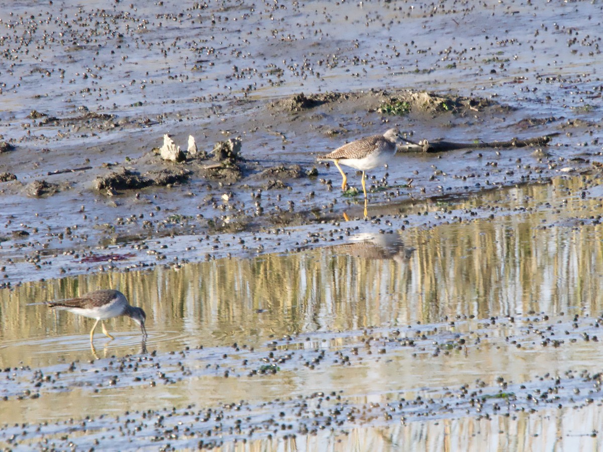 Greater Yellowlegs - ML625544673