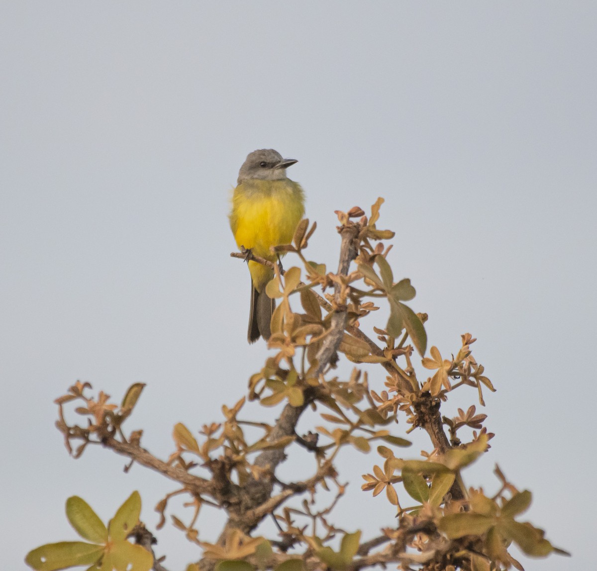 Tropical Kingbird - ML625544678