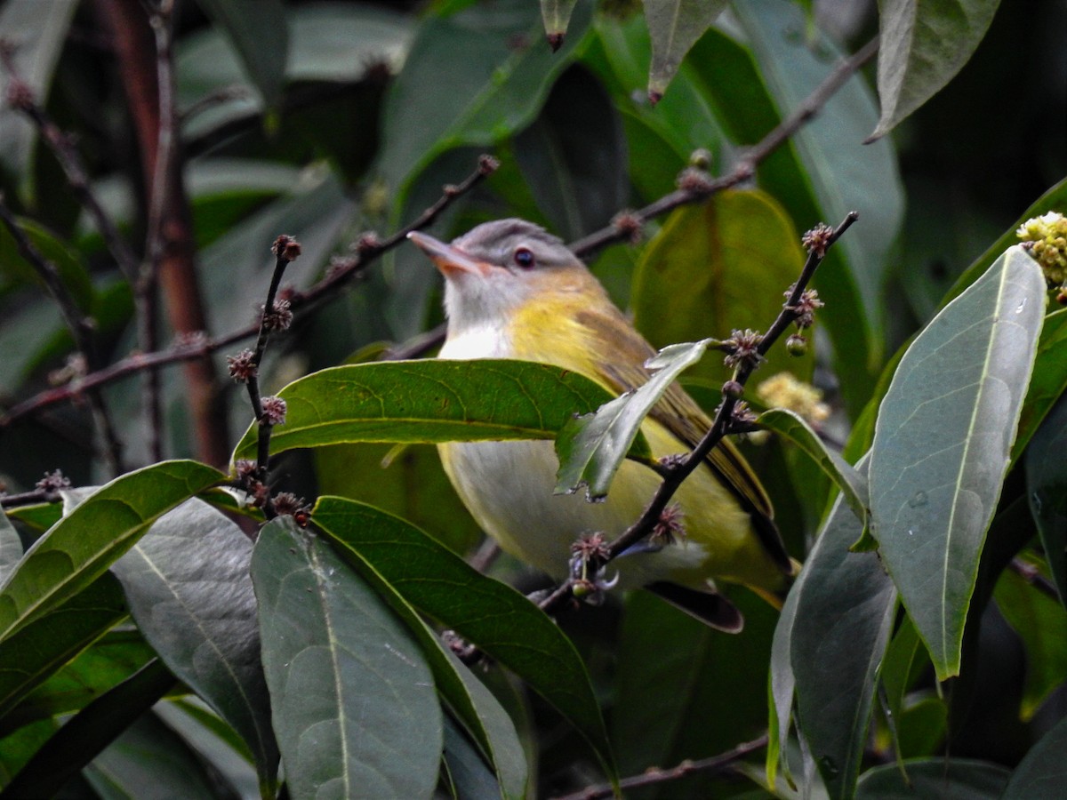 Yellow-green Vireo - ML625544700