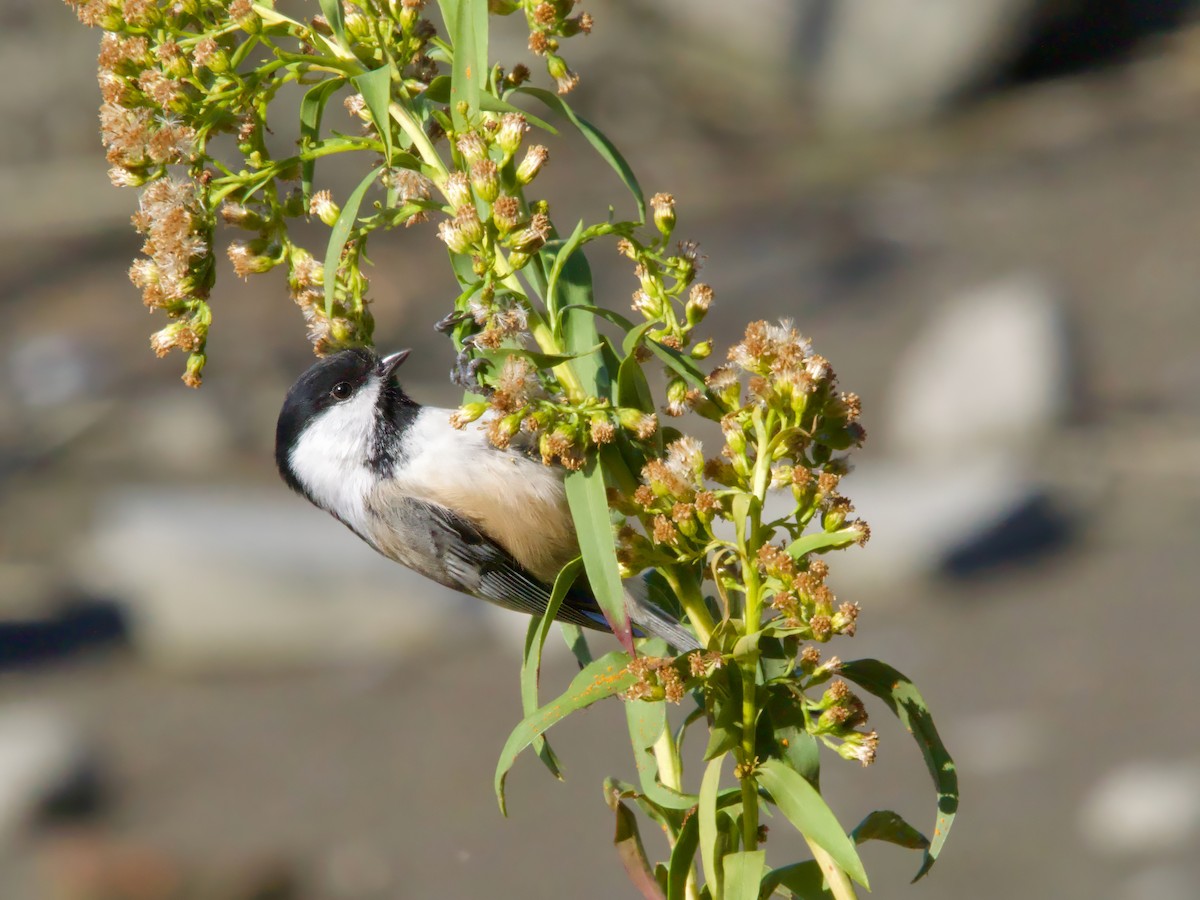 Black-capped Chickadee - ML625544701