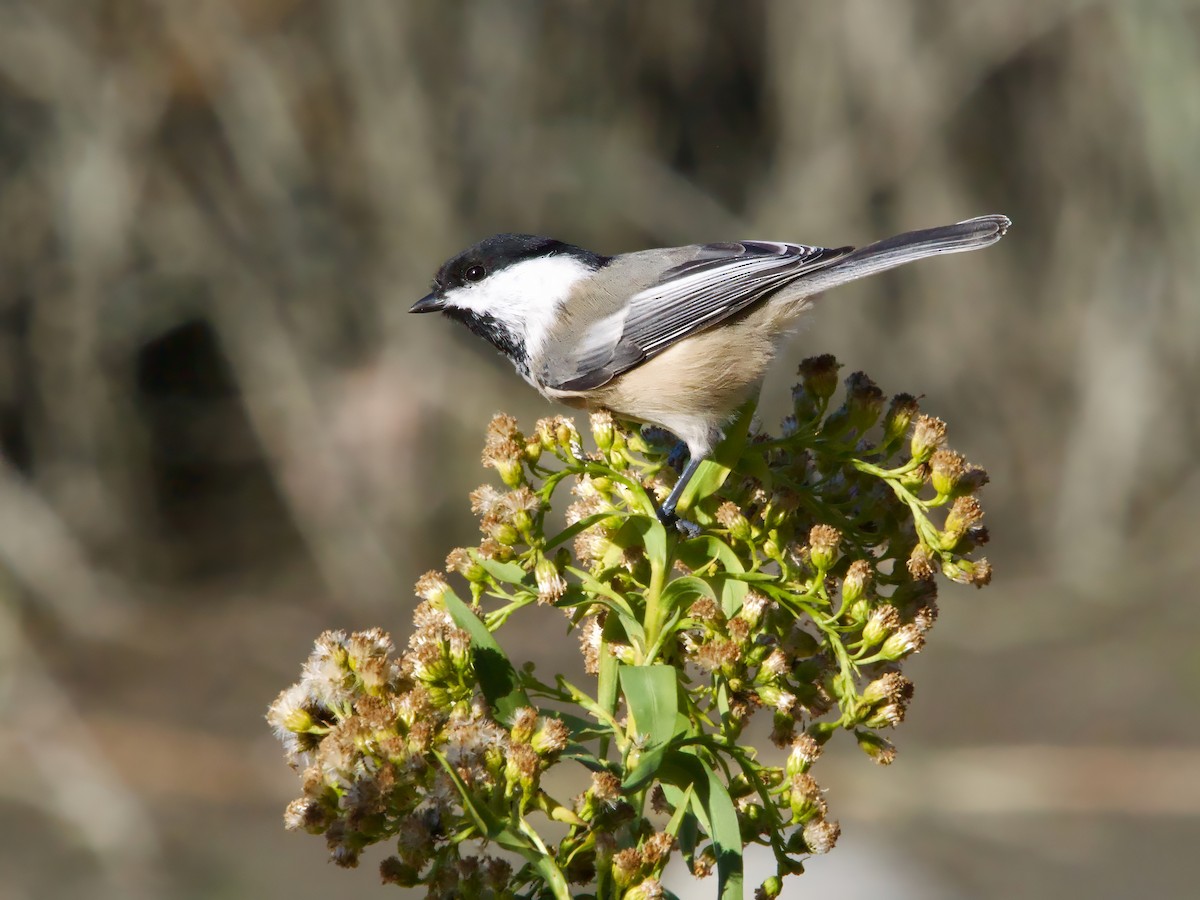 Black-capped Chickadee - ML625544702