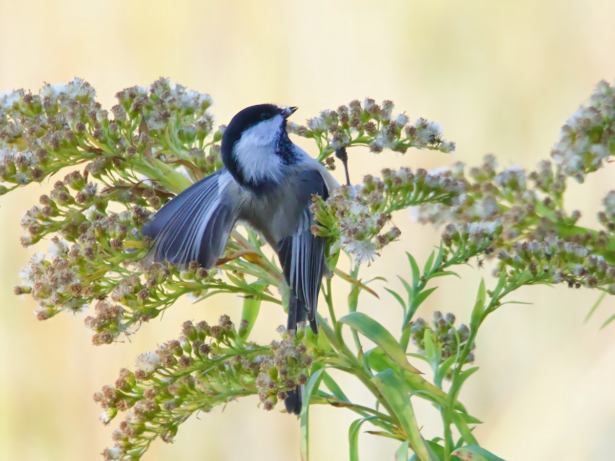 Black-capped Chickadee - ML625544703