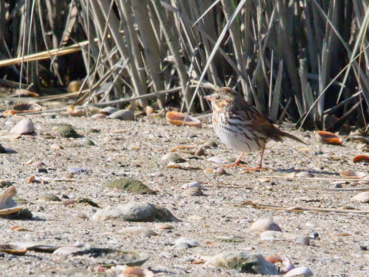 Savannah Sparrow - ML625544727