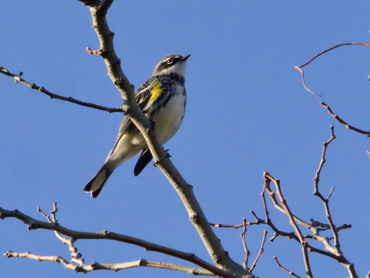 Yellow-rumped Warbler - ML625544737