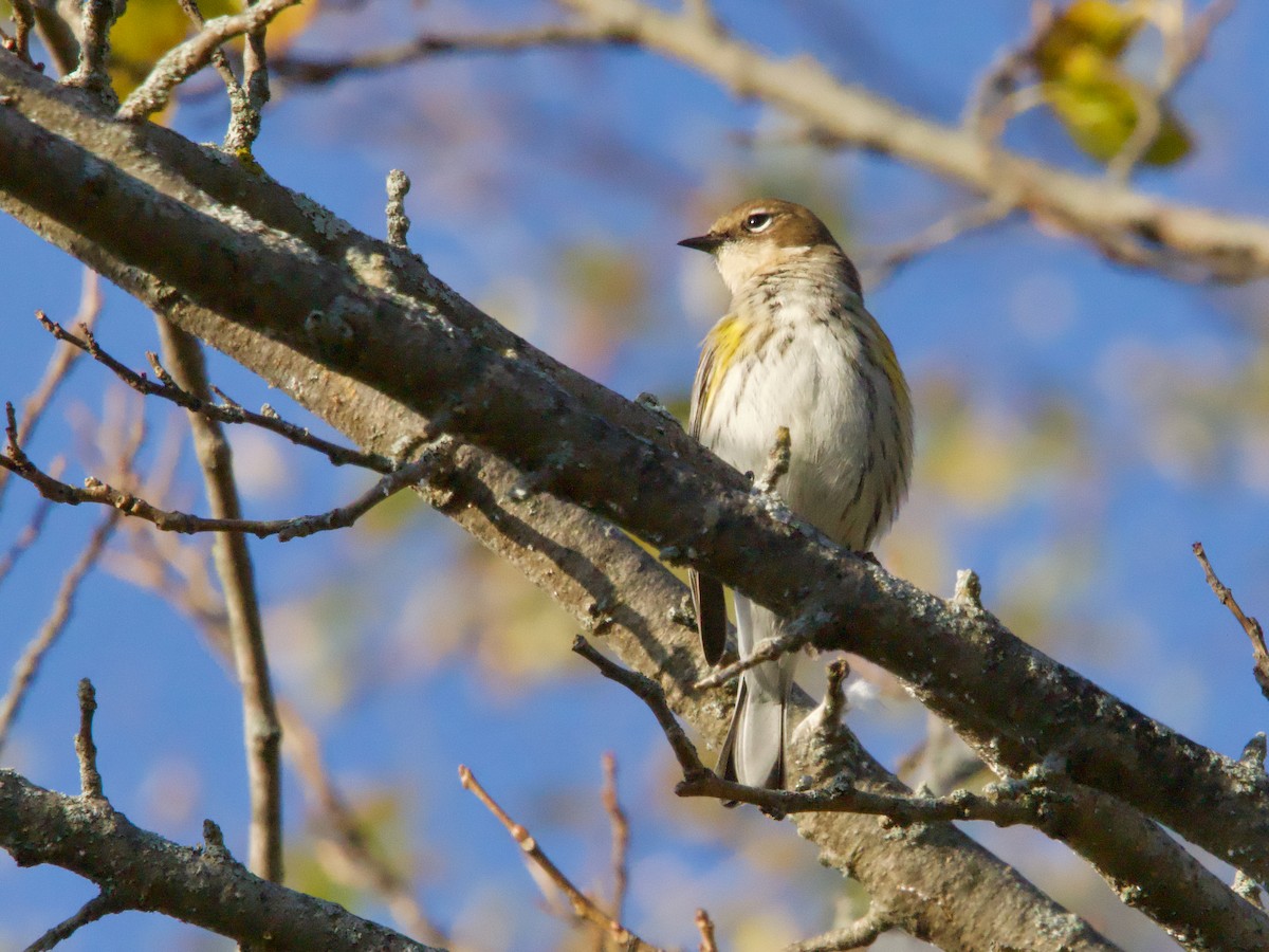 Yellow-rumped Warbler - ML625544738