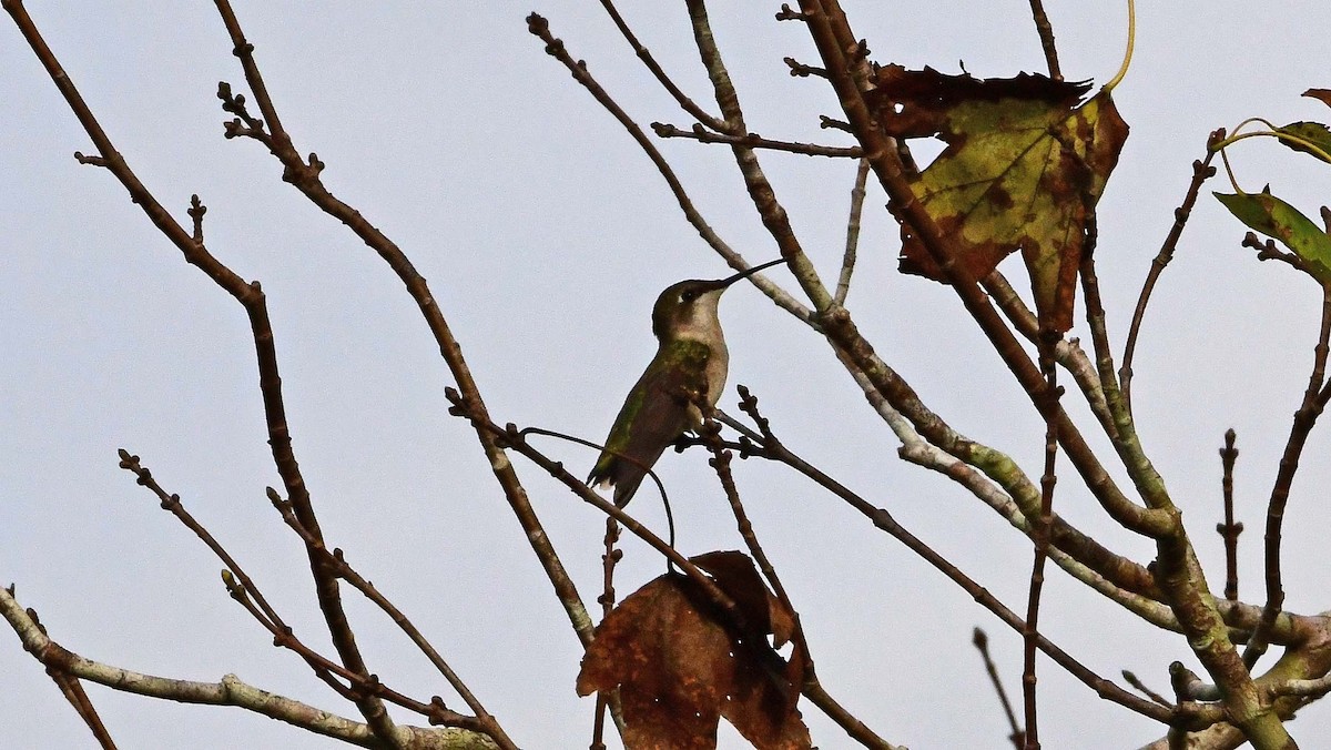 Ruby-throated Hummingbird - ML625544740