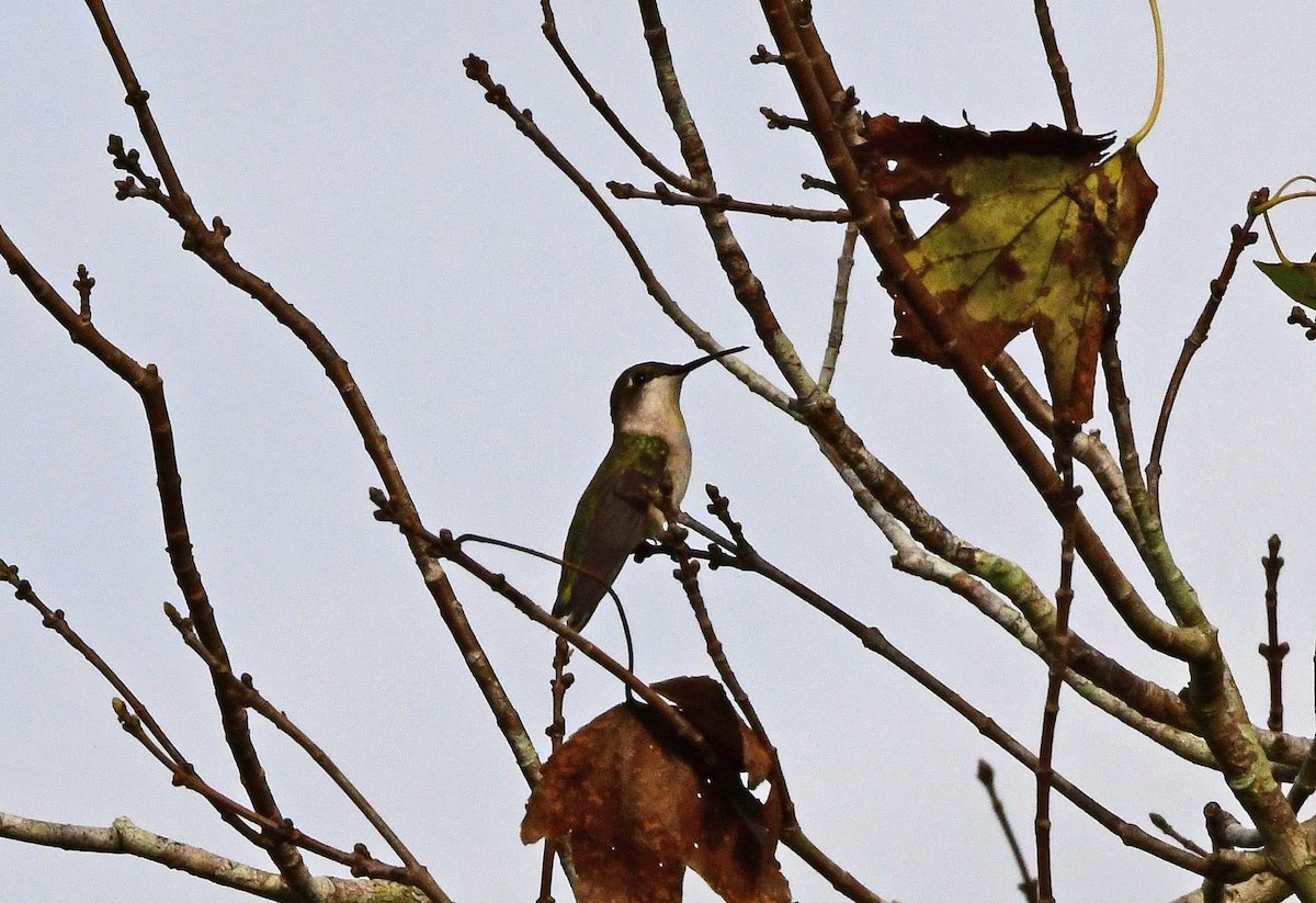 Ruby-throated Hummingbird - ML625544742