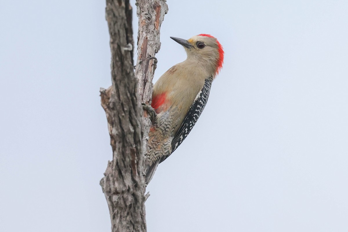 Golden-fronted Woodpecker - ML625544793