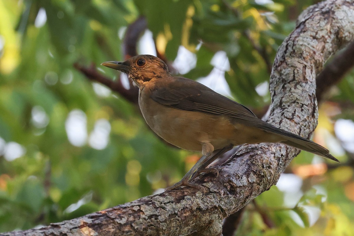 Clay-colored Thrush - ML625544832