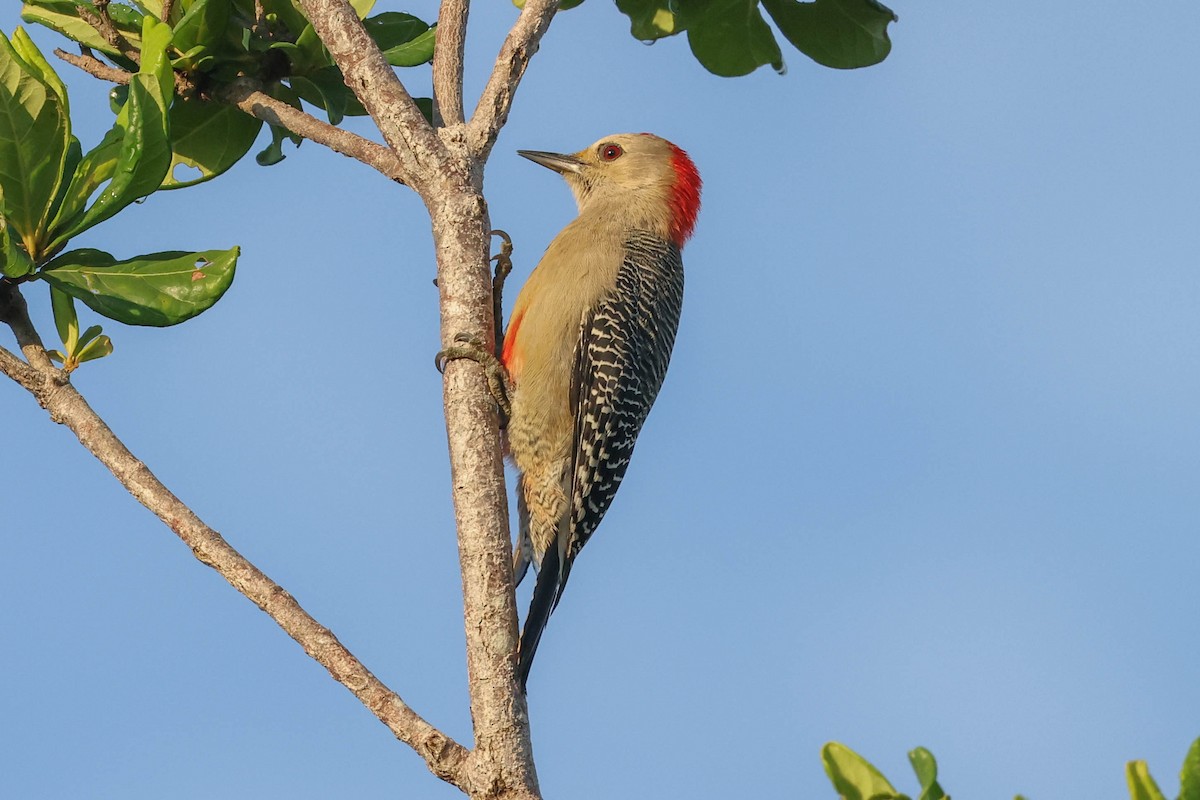 Golden-fronted Woodpecker - ML625544842