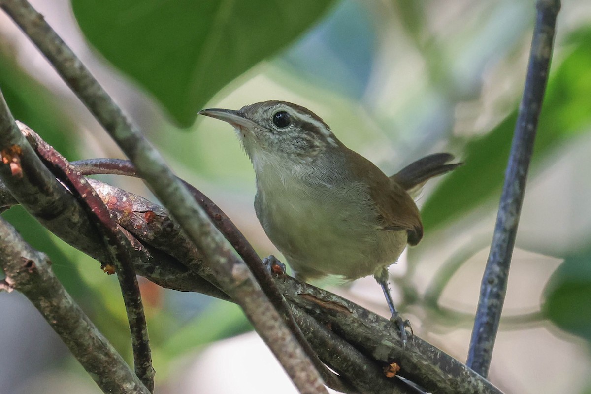 White-bellied Wren - ML625544880