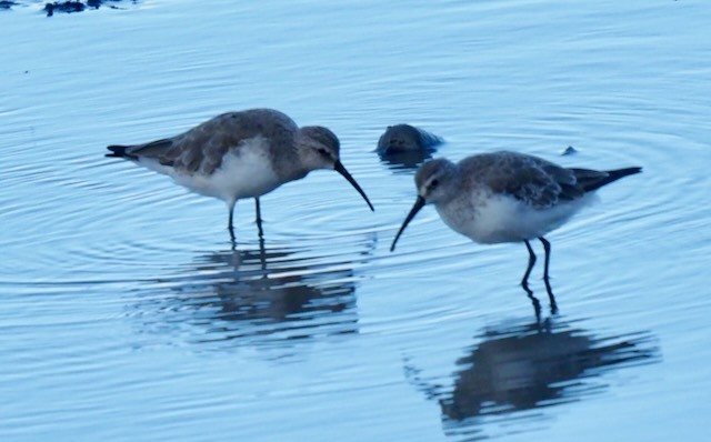 Curlew Sandpiper - ML625545018