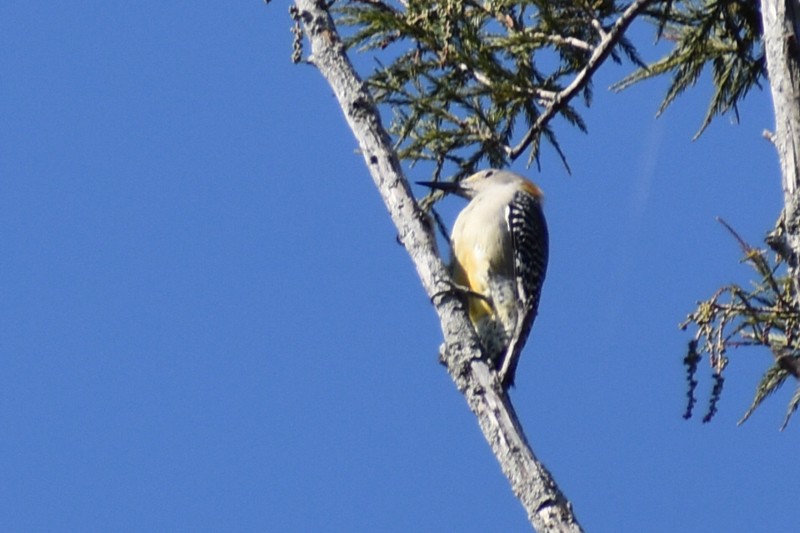 Golden-fronted Woodpecker - ML625545192