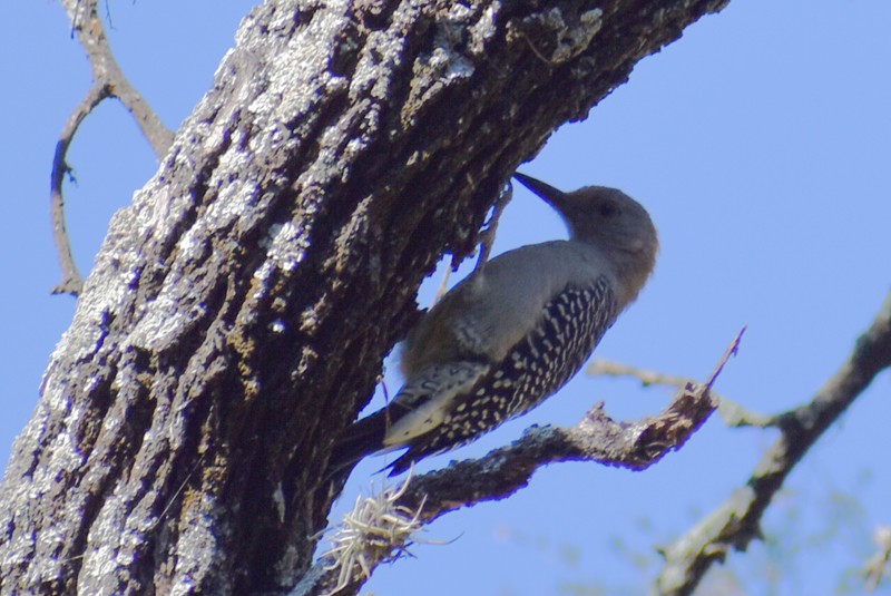 Golden-fronted Woodpecker - ML625545234