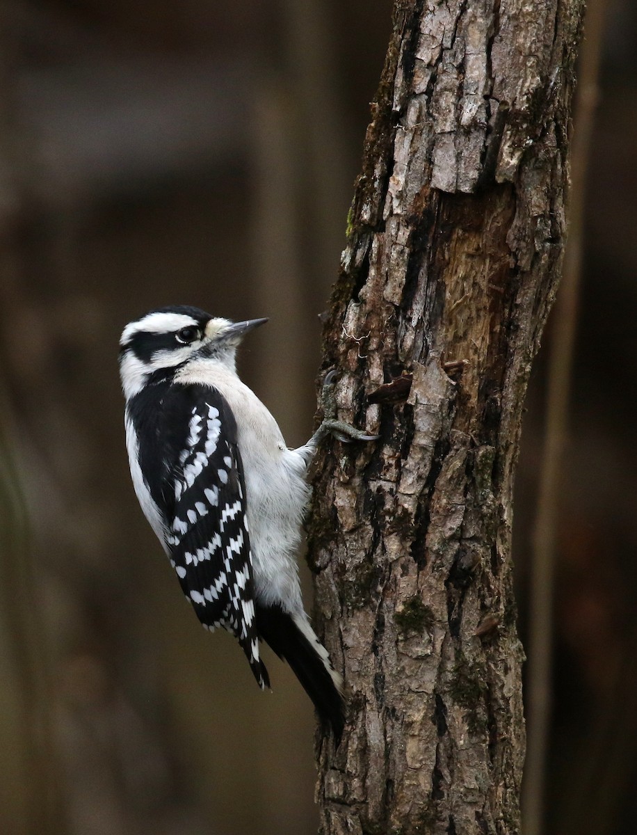 Downy Woodpecker - ML625545255