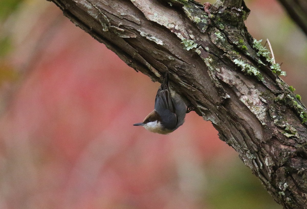 Brown-headed Nuthatch - ML625545271