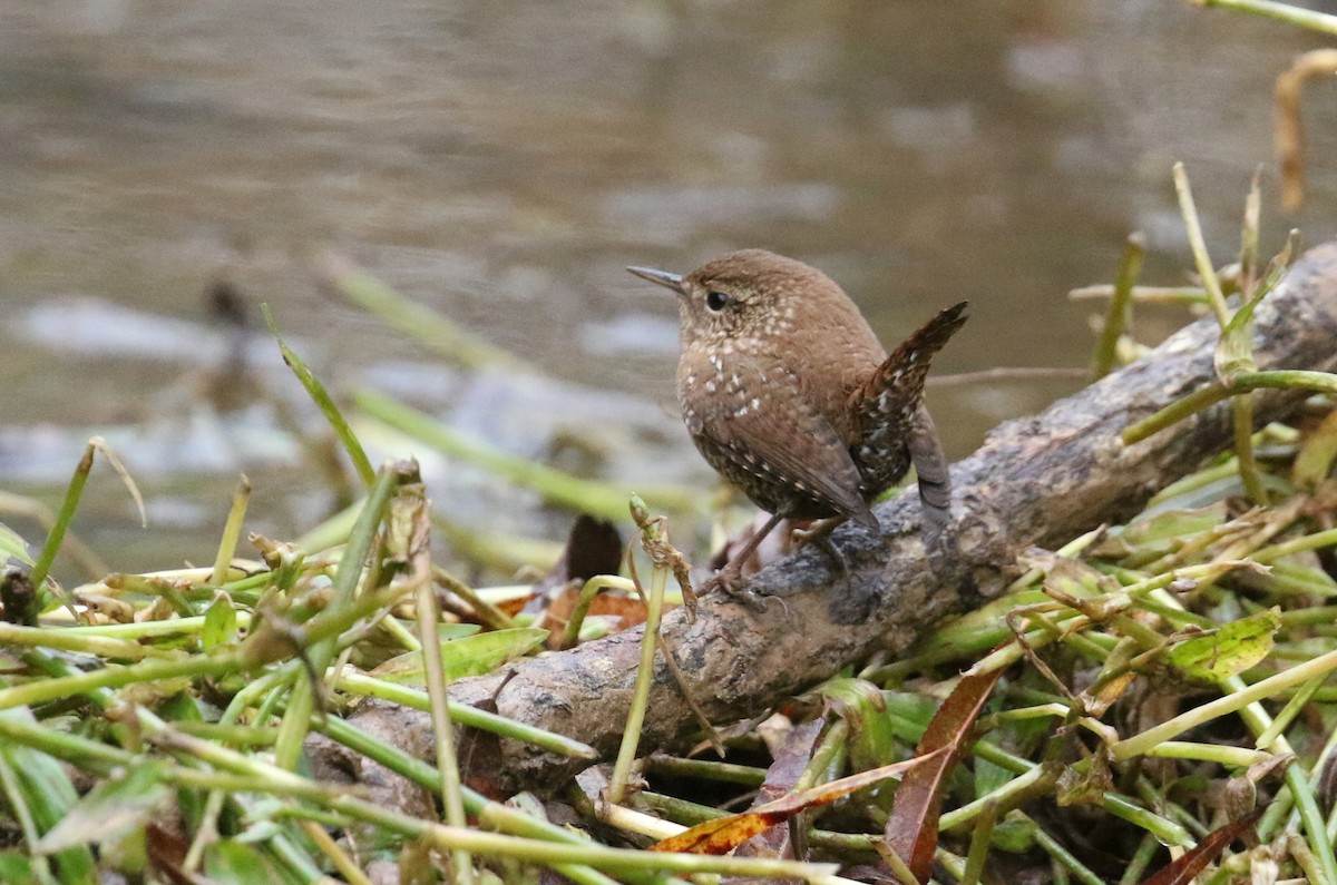 Winter Wren - ML625545277