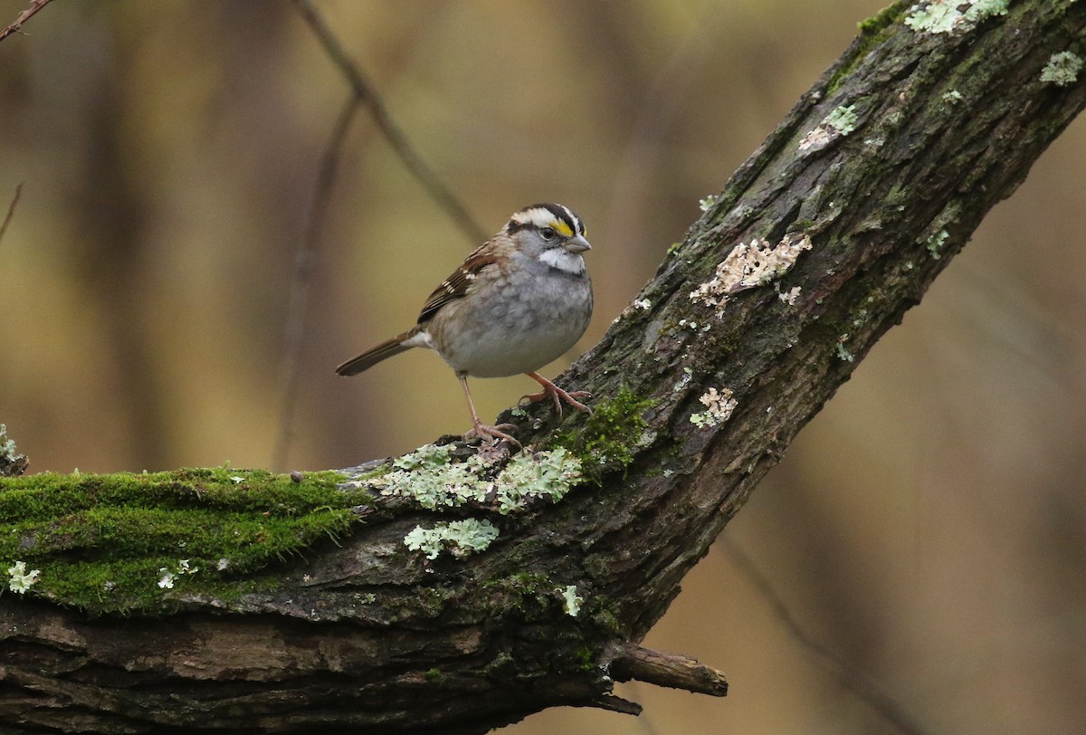 White-throated Sparrow - ML625545284