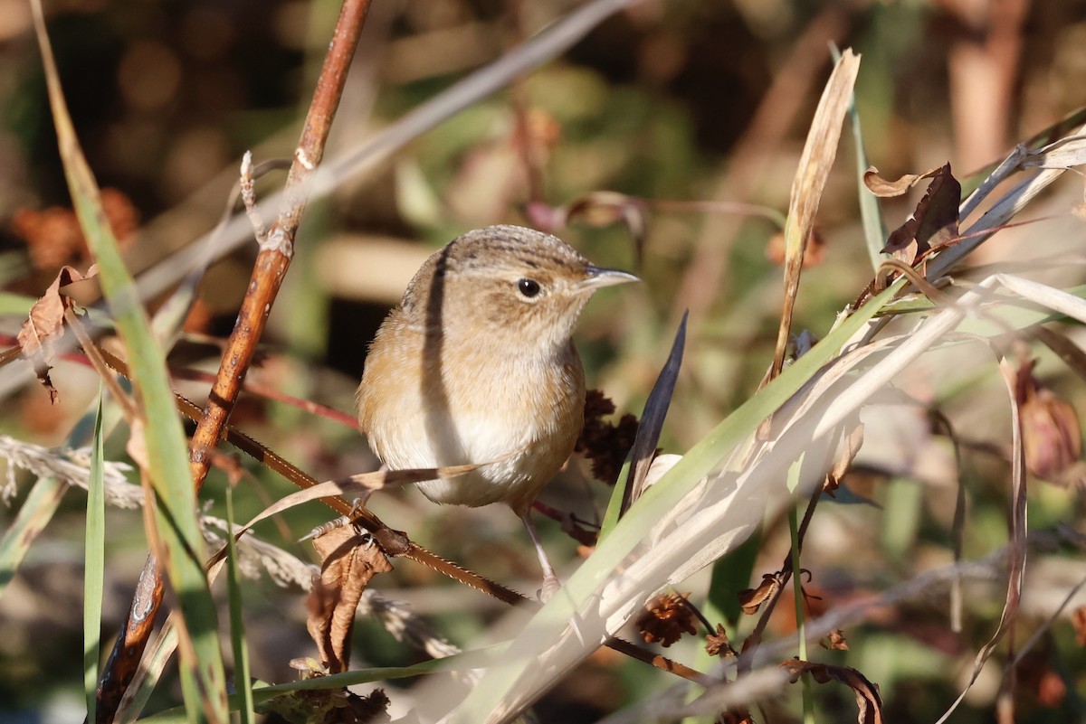 Sedge Wren - ML625545299