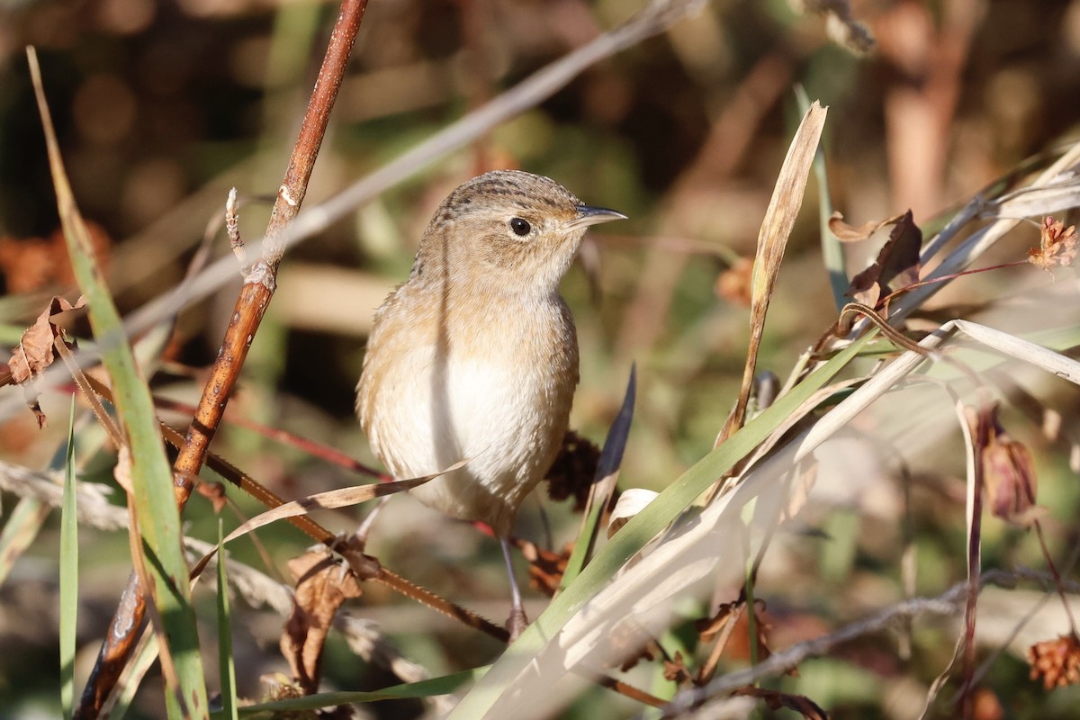 Sedge Wren - ML625545300