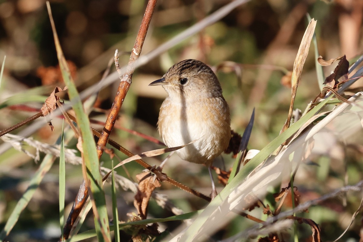 Sedge Wren - ML625545301