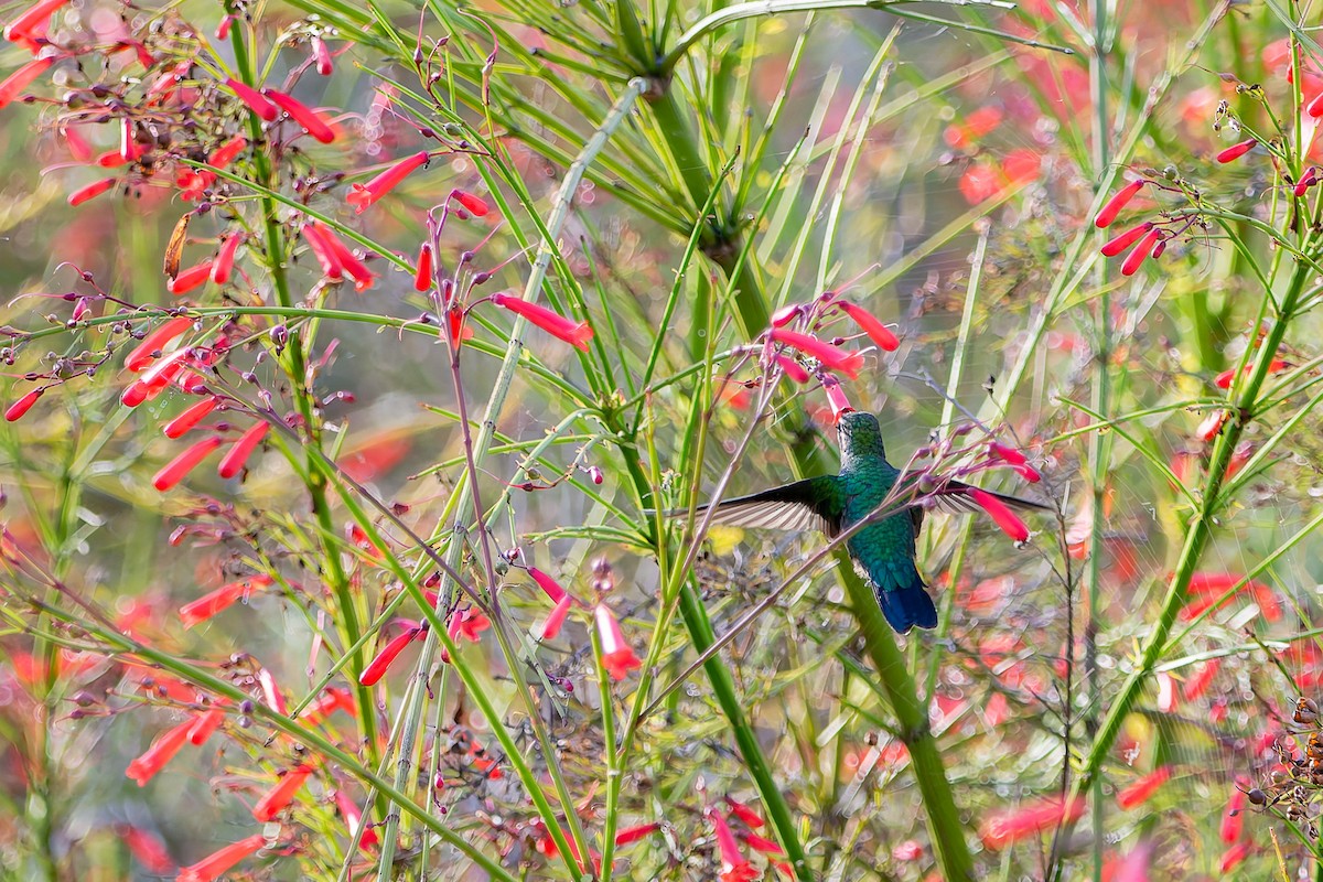 Glittering-bellied Emerald - ML625545382