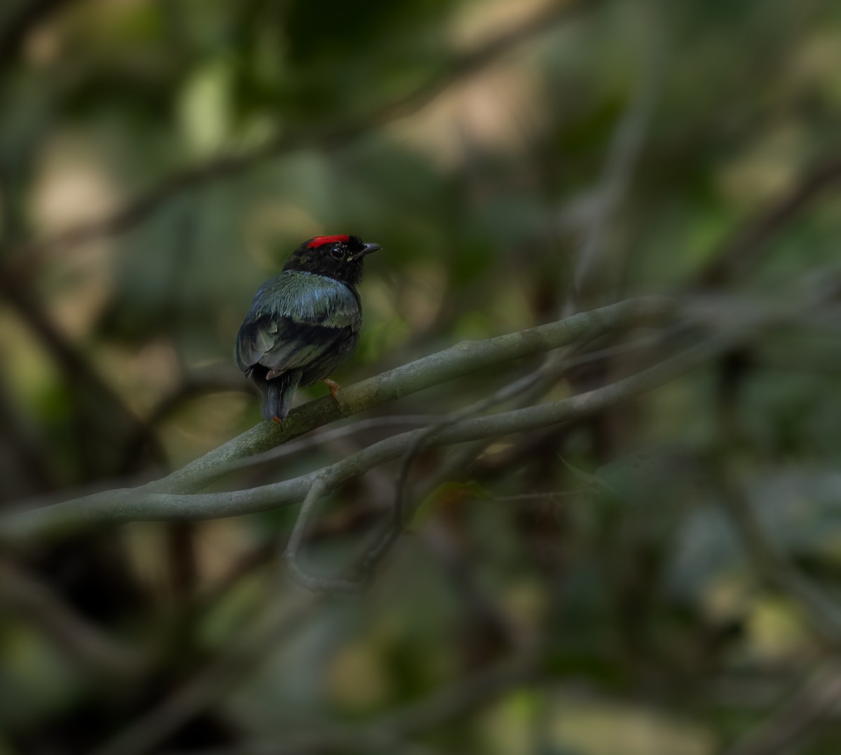 Blue-backed Manakin - ML625545392