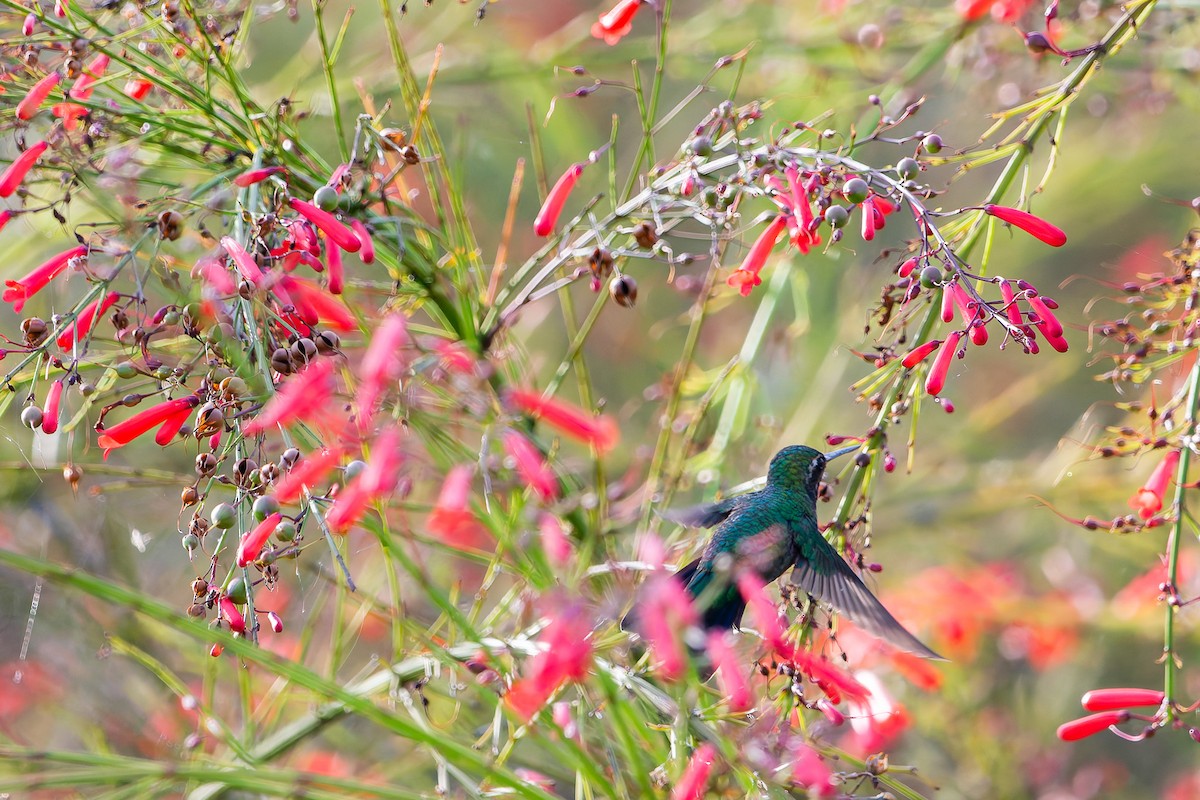 Glittering-bellied Emerald - ML625545400
