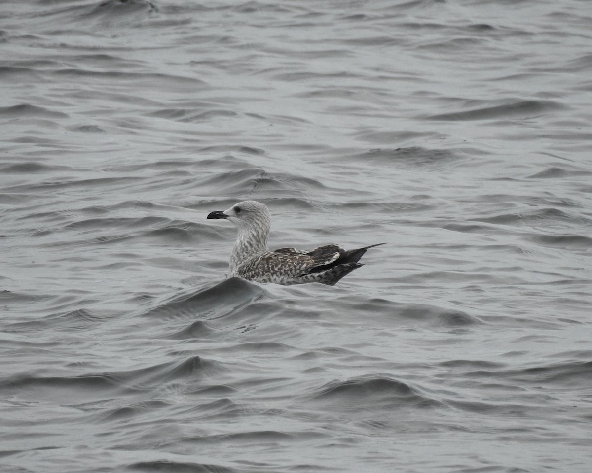 Great Black-backed Gull - ML625545422