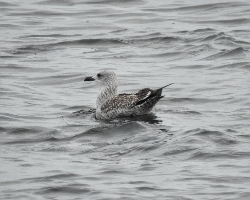 Great Black-backed Gull - ML625545423