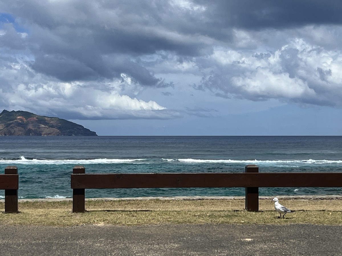 Mouette argentée - ML625545437