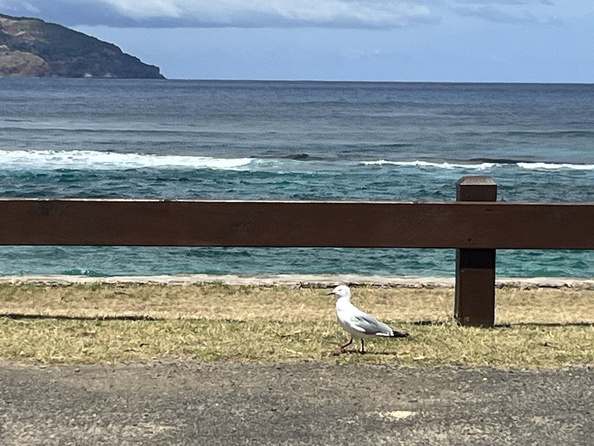 Mouette argentée - ML625545438