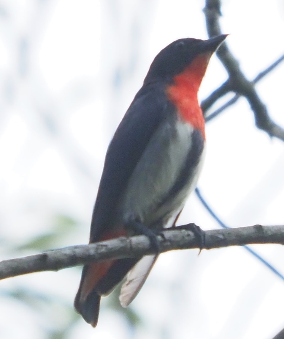 Mistletoebird - ML625545462