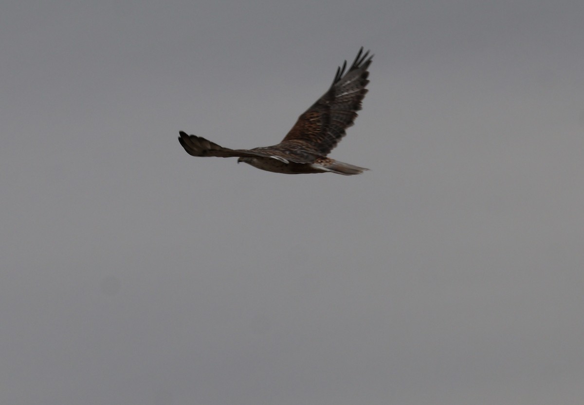 Ferruginous Hawk - ML625545474