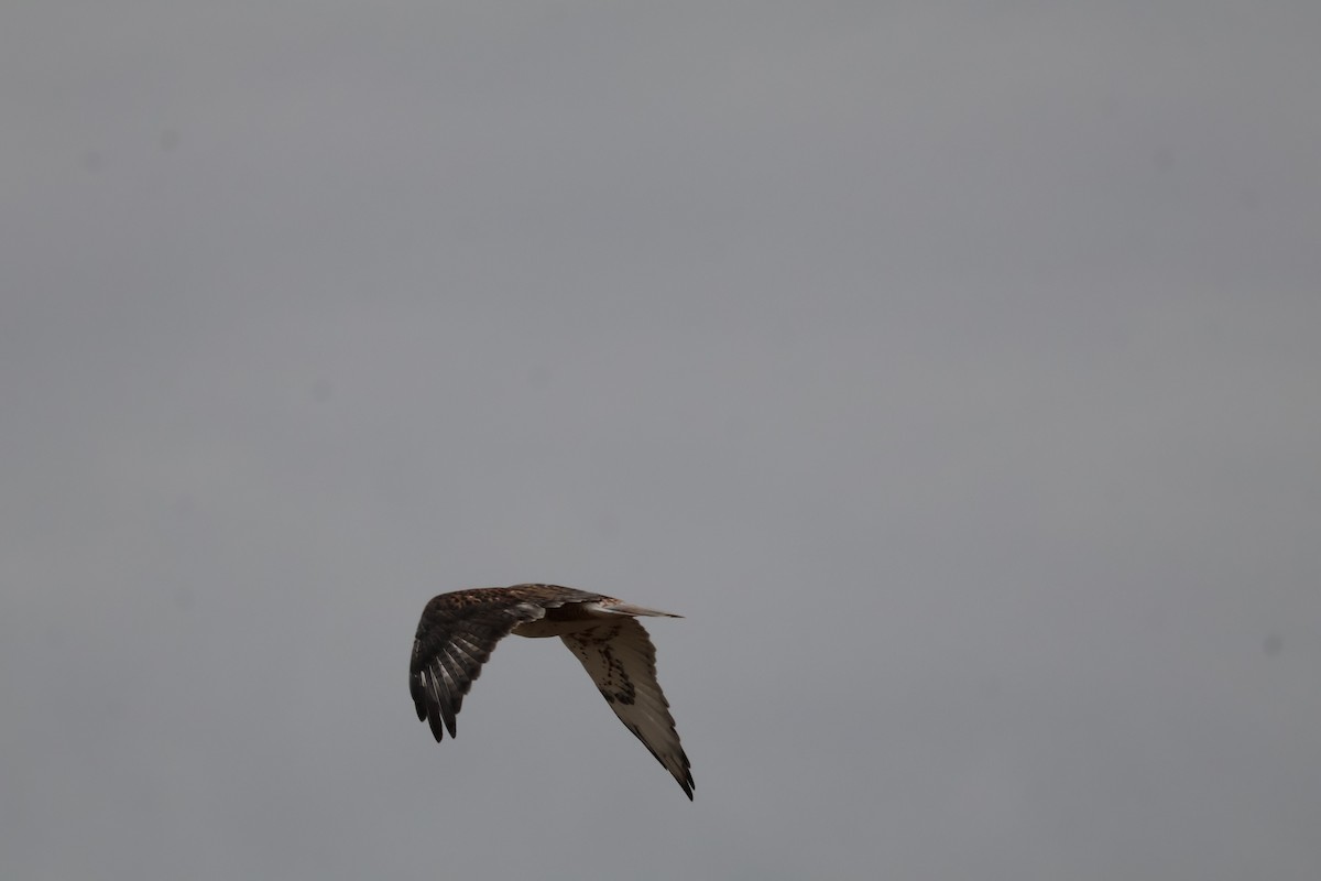 Ferruginous Hawk - ML625545475