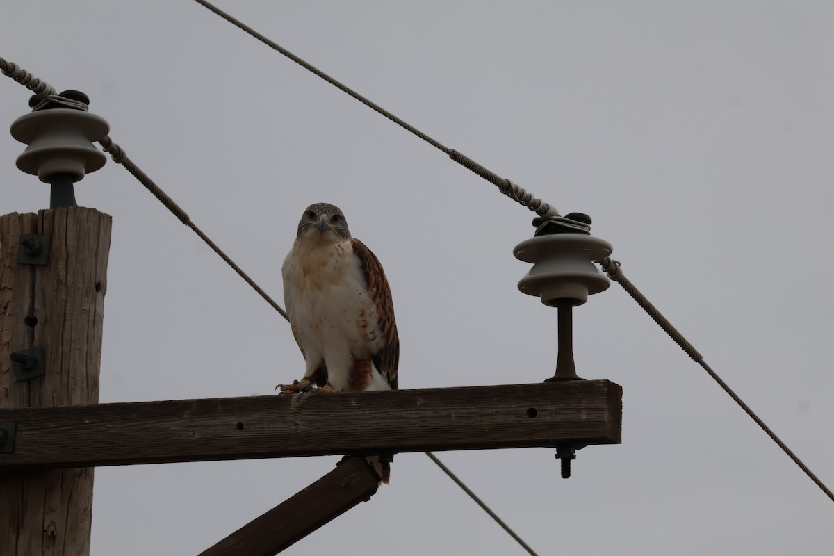 Ferruginous Hawk - ML625545476