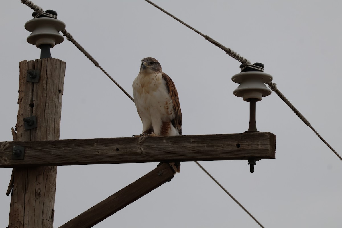 Ferruginous Hawk - ML625545477