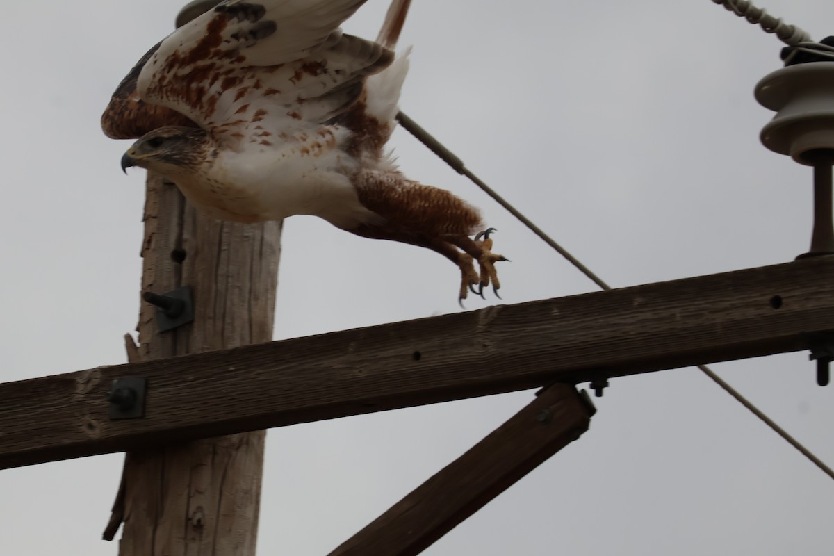 Ferruginous Hawk - ML625545478