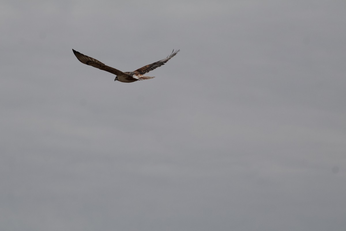 Ferruginous Hawk - ML625545479