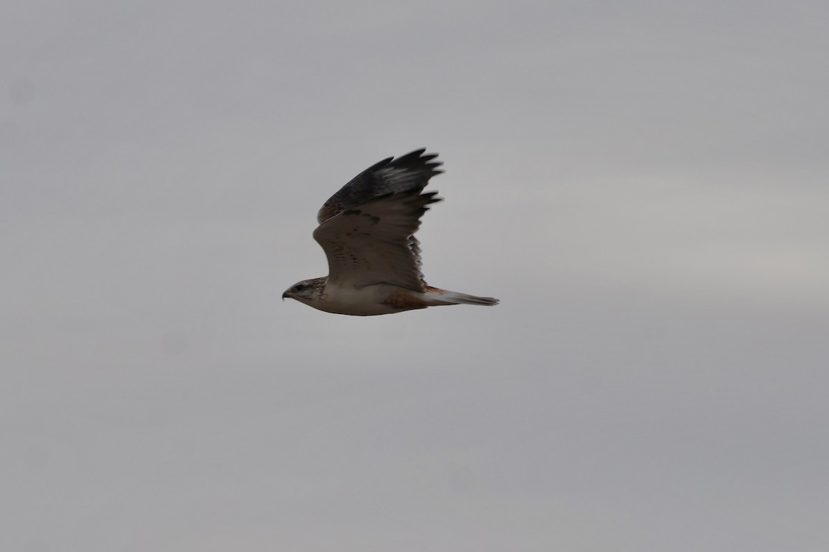 Ferruginous Hawk - ML625545503