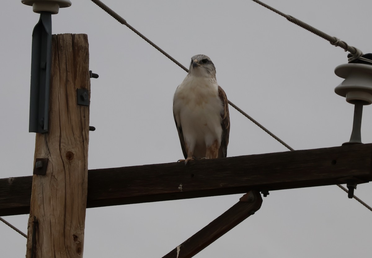 Ferruginous Hawk - ML625545504