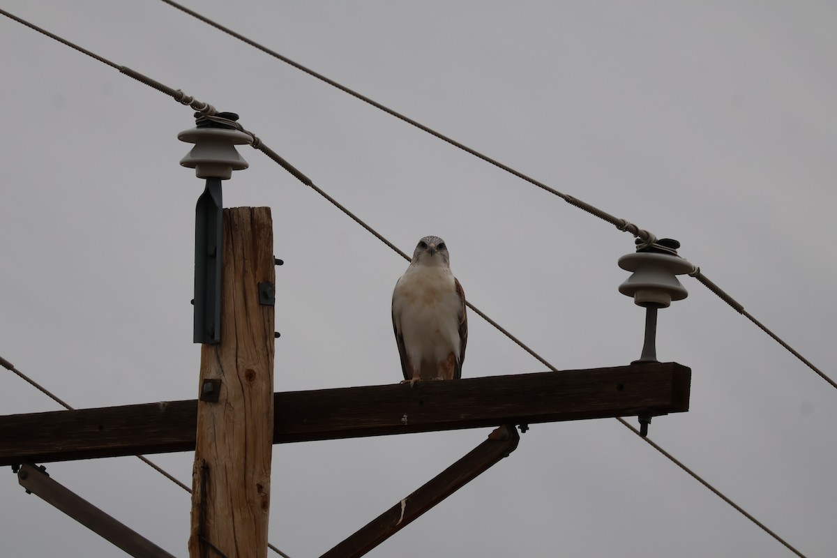 Ferruginous Hawk - ML625545505